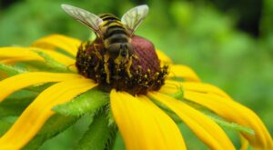 The Nature Conservancy: Nature Connects Webinar Series